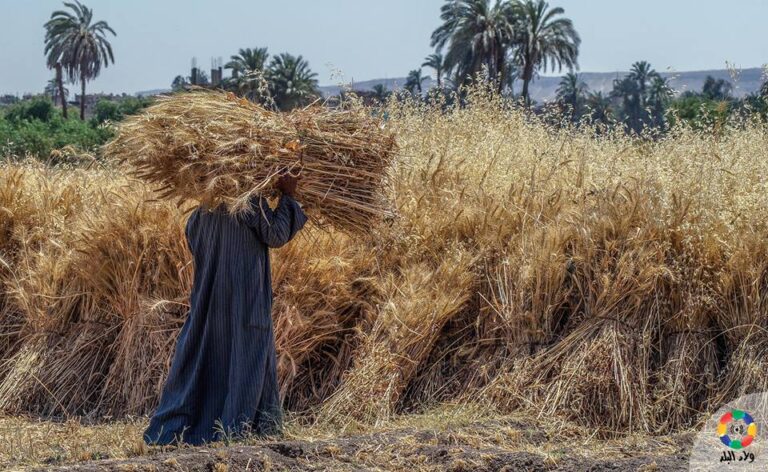 ماذا تعرف عن “التصييف” مهنة جمع الحبوب المتناثرة؟