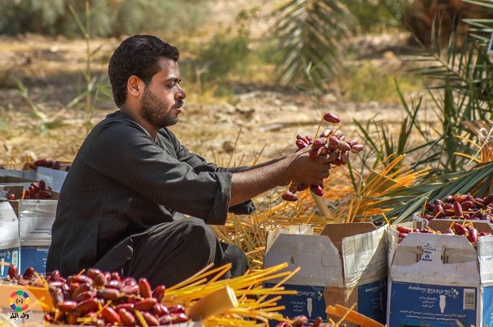 موسم جني البلح بأسيوط "لكل نوع معنى ومغنى" 1503582315 722 103318 20914517 1972536272958251 6419765489792382319 n 1