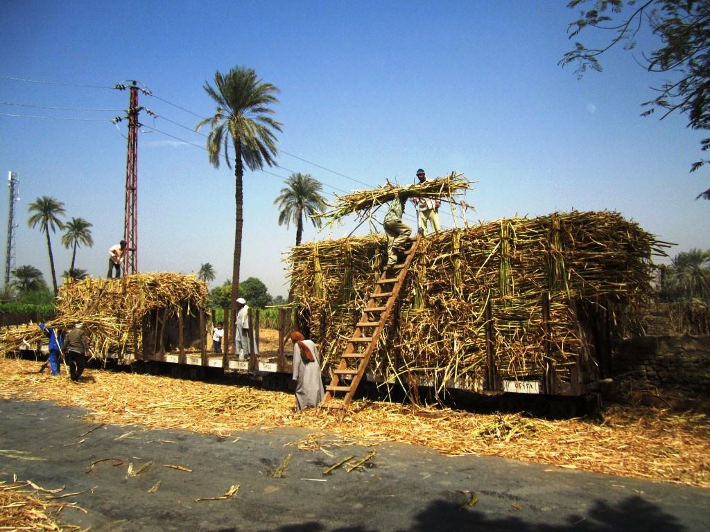 “يا أبو اللبايش يا قصب .. عندنا فرح واتنصب”.. بداية موسم الخير في الصعيد 10547902 681580665249289 97547193953878099 o