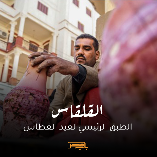 صور| القلقاس الطبق الرئيسي لعيد الغطاس 82928196 805062039921467 8146489947516305408 n