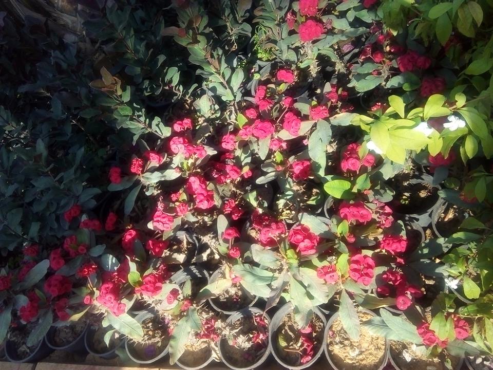 على باب “البرنسيسات”.. معرض الزهور يستقبل زبائنه بشعار “ياورد مين يشتريك” 1553817760 919 147096 55853505 848073178876439 4110010404913020928 n