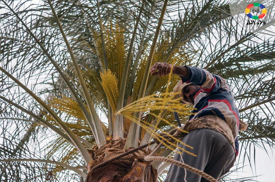 صور| “الجُمَار”.. قلب النخلة الأبيض ومضرب الأمثال في حلاوة الطعم 1556019618 567 326322 58003998 10156933875886970 2195355830222585856 n