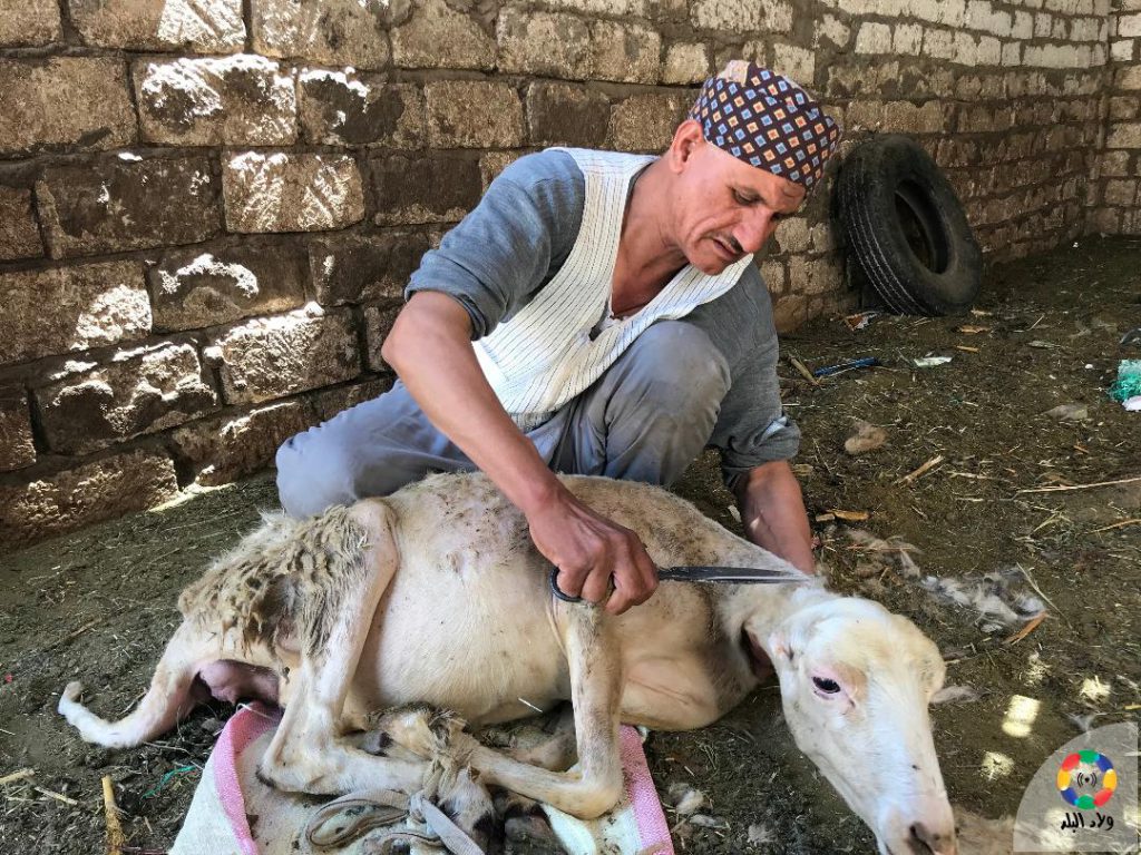 صور| “المقص والمنجل”.. أدوات الدويري في قص الأغنام منذ 30 عاما 1563346577 802 254150 4