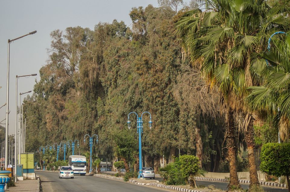 شجرة الصفصاف.. قصة أول مادة مصنعة للأسبرين في التاريخ