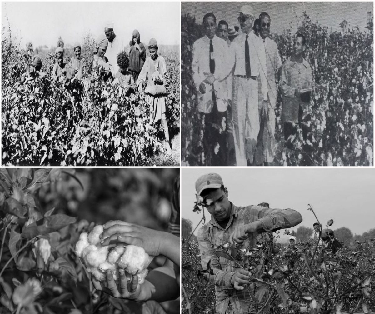 كيف ساهمت الحرب الأهلية الأمريكية في شهرة القطن المصري؟