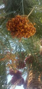 IMG 20201116 WA0011
