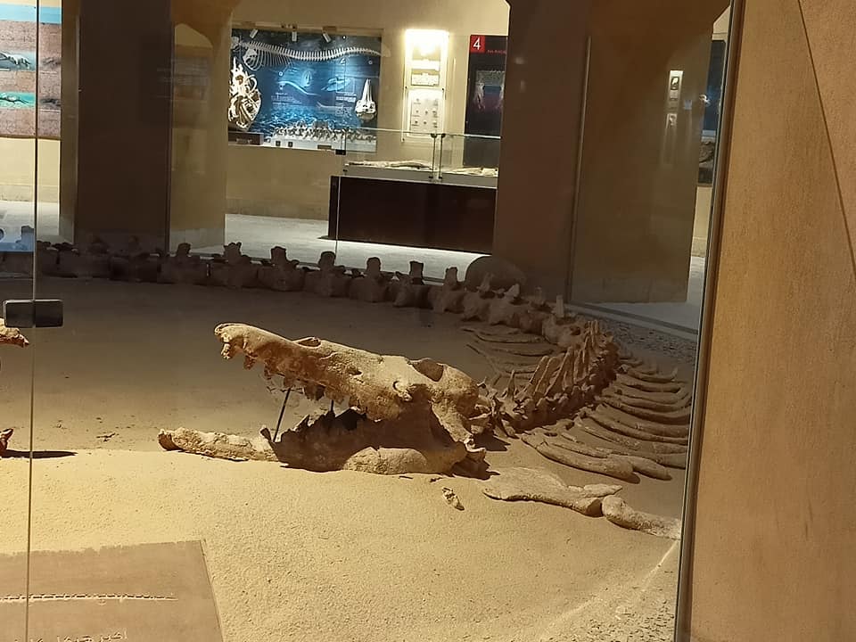 حيتان 5