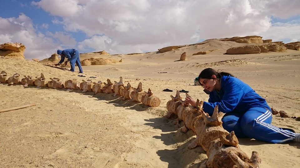 حيتان 8