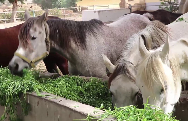 بعد اقتراب نقلها.. محطة «الزهراء» التاريخية بين الحاضر والمستقبل خيول محطة الزهراء 2