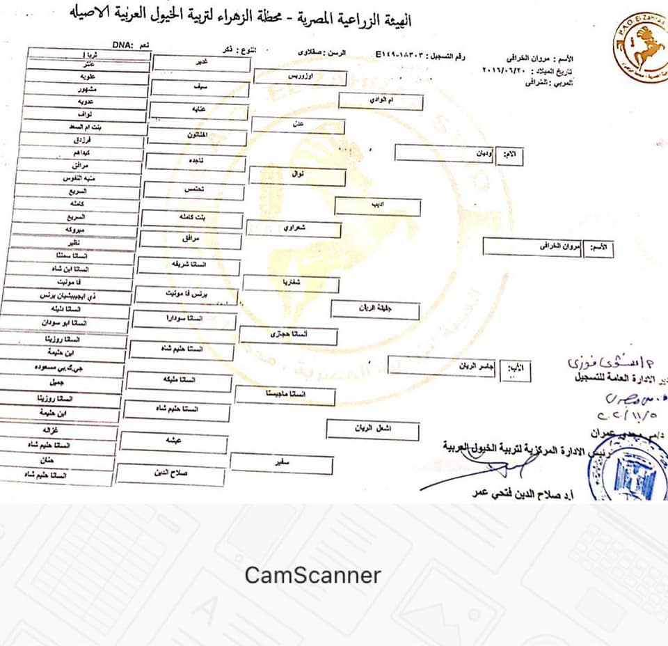 شهادة نسب لخيل أصيل صادرة عن محطة الزهراء
