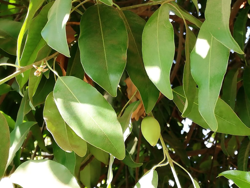 أشجار بلدنا: البرساء IMG 20230201 WA0009