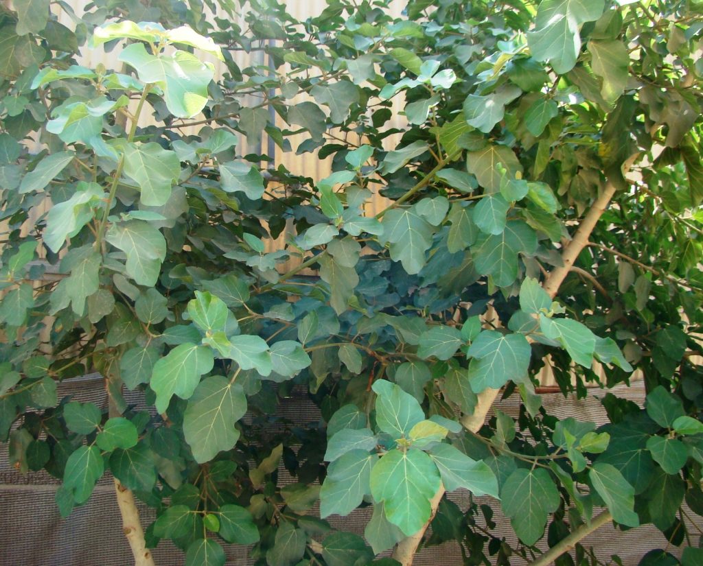 IMG 20230215 WA0009 1