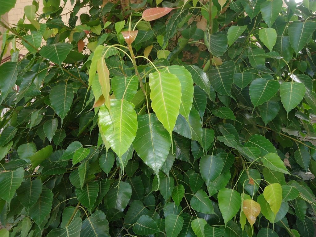 DSC02367