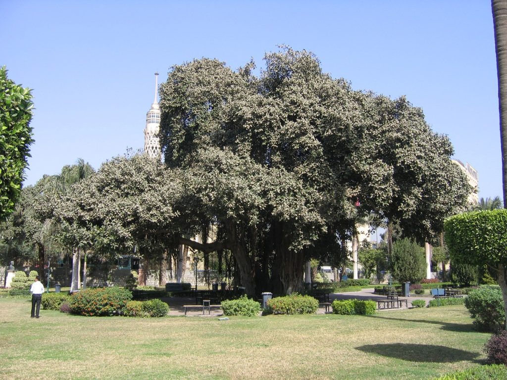 El Horreya 6