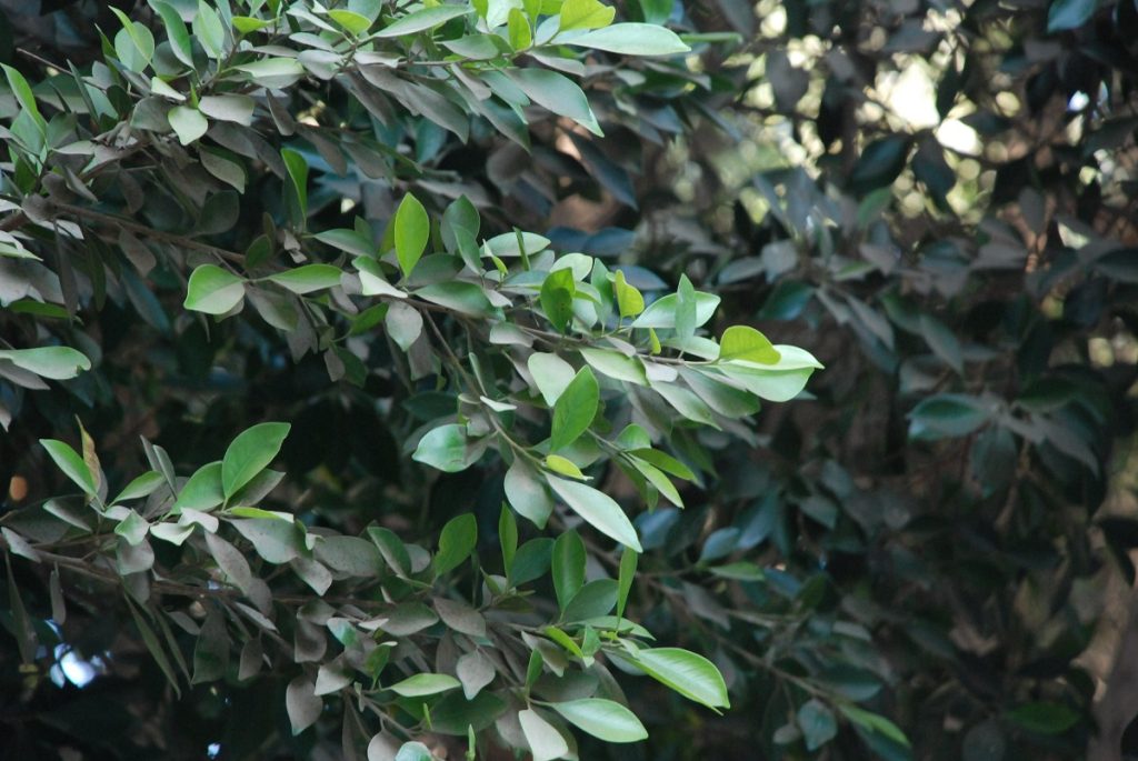 Ficus microcarpa 1