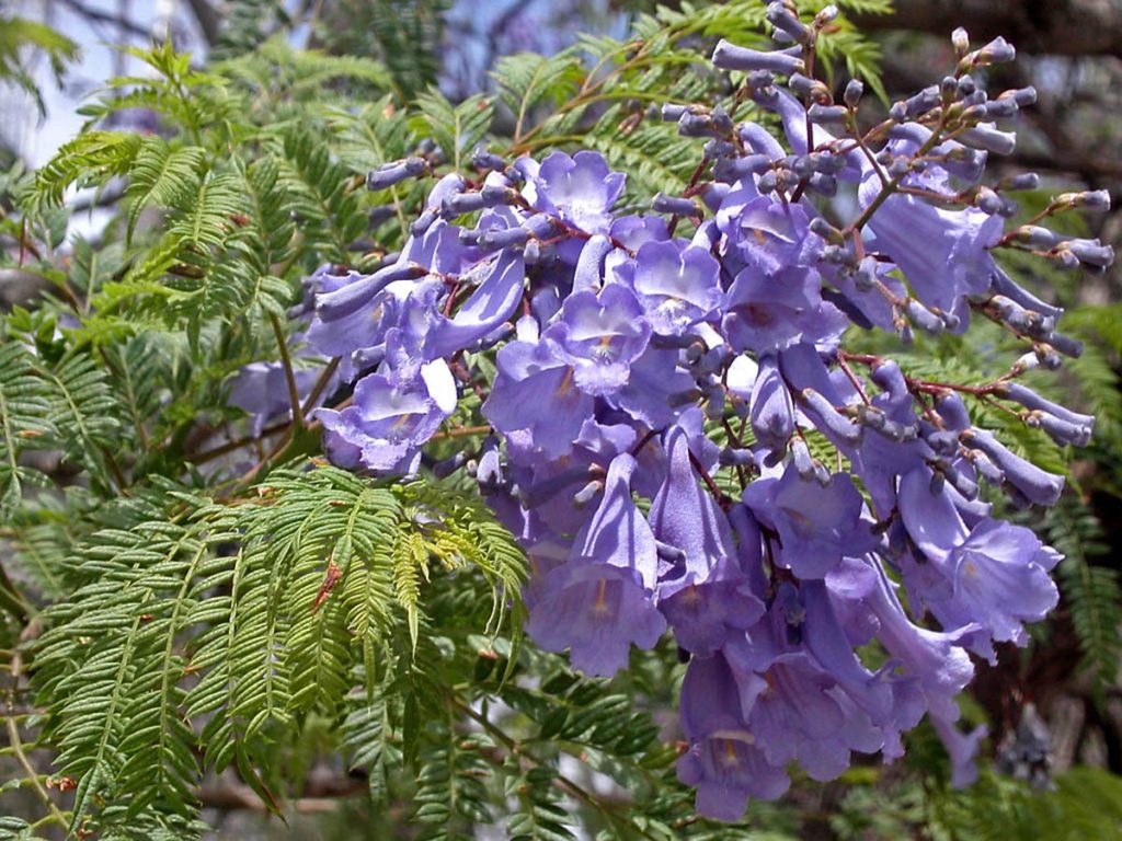 Jacaranda momosifolia