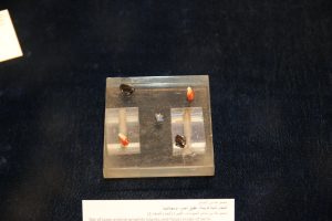 IMG 99611