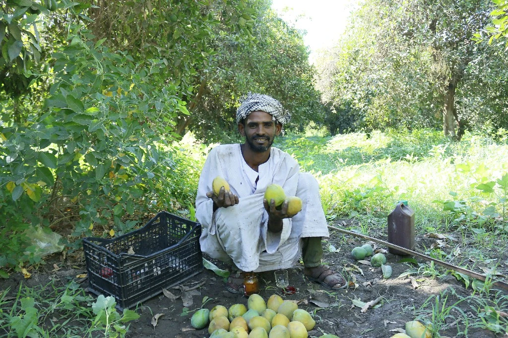 «مزرعة الملك فاروق» بطفنيس.. إرث زراعي يتحول إلى كنز إنتاجي في الصعيد