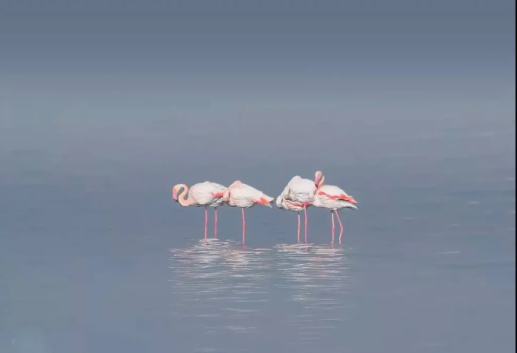 flamango
