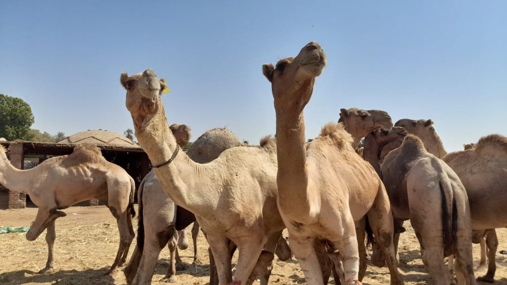 سوق الجمال 5
