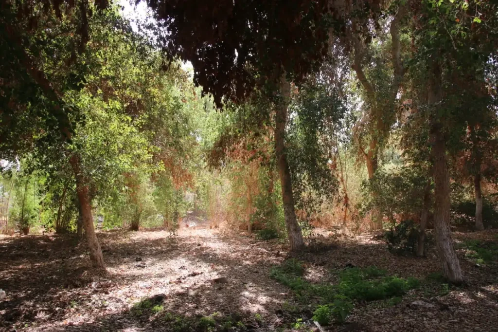 «الغابة الشجرية» في الحبيل.. استثمار بيئي يحمي المناخ ويوفر المياه ghghgh