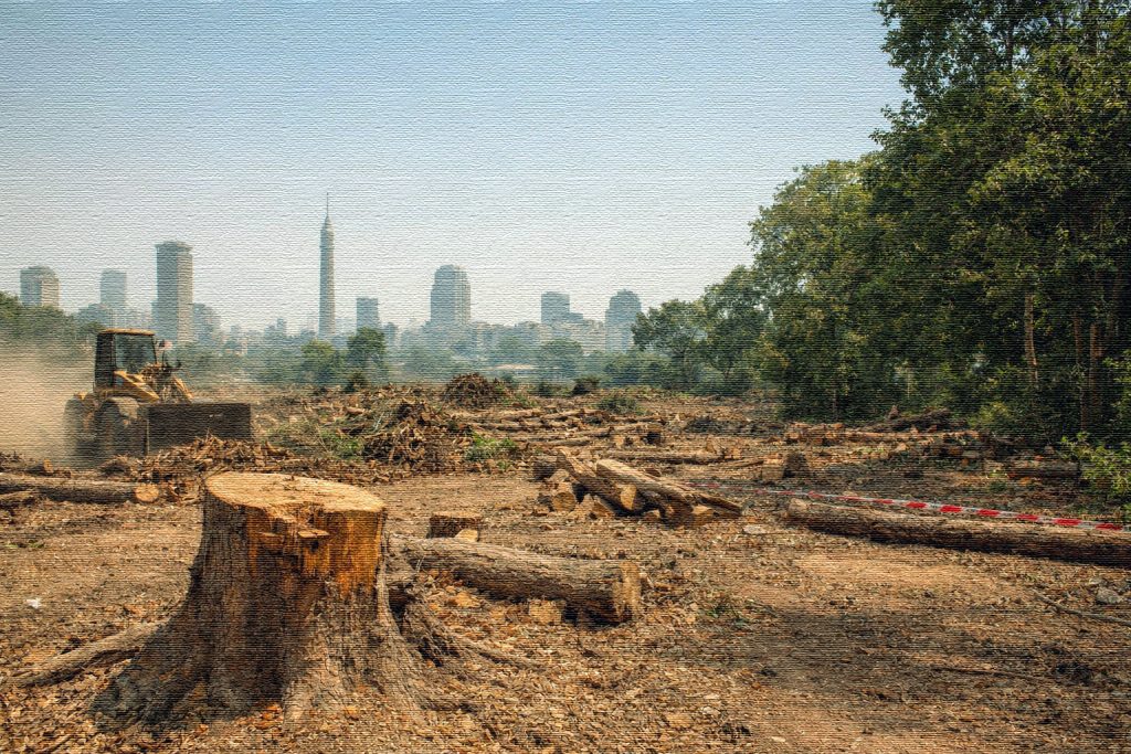 «أسمنت» المدينة: نقد سياسات إعدام أشجار القاهرة tree