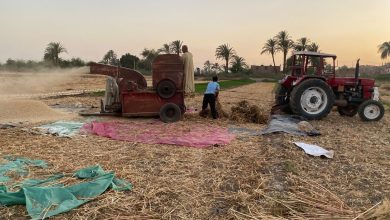 موسم حصاد القمح في أسيوط.. تصوير: جاسمين مهني