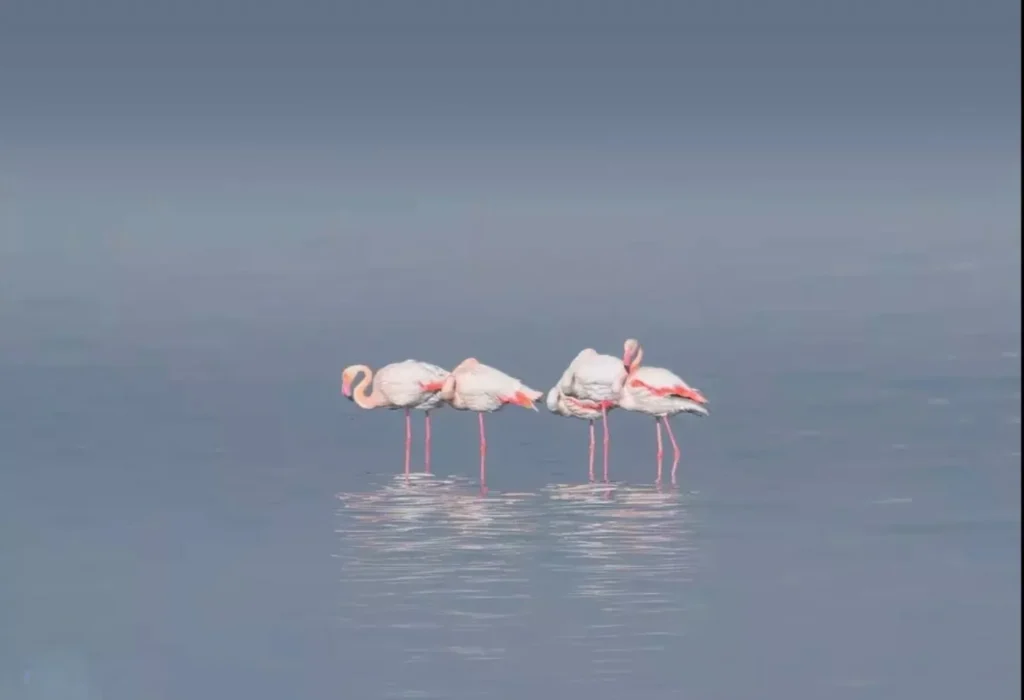 Flamingos. Photo by Alaa El Din published with his permission